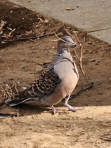 Oriental Turtle-Dove