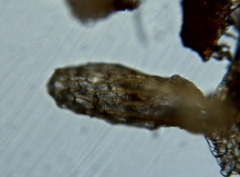 Platanthera unalascensis