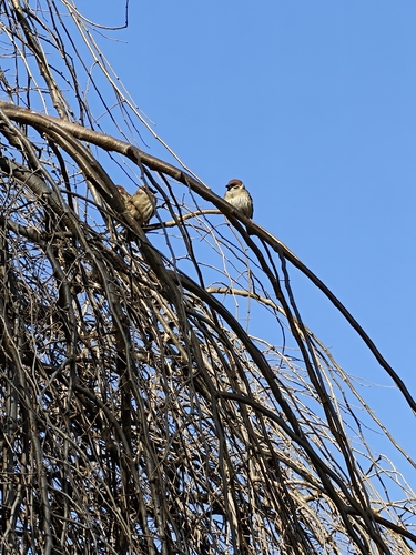 Eurasian Tree Sparrow