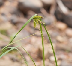 Carex fascicularis
