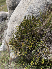 Carmichaelia monroi, photograph (c) Liadan Dickie, some rights reserved (CC BY)