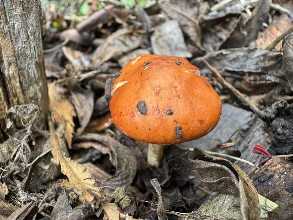 Leratiomyces ceres · February 2026 · photo: © hydrocycler (iNaturalist, cc-by)