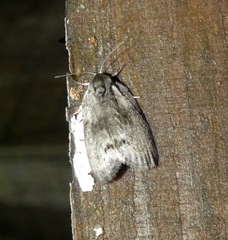 Polygrammate cadburyi