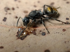 Polyrhachis vermiculosa