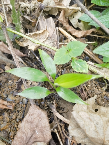Bottlebrush Orchid