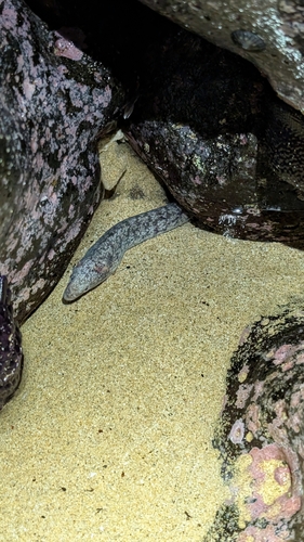 Largehead moray (Uropterygius macrocephalus) — Muraenidae