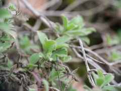 Pterocephalus multiflorus, photograph Marios Thoma, CC BY, iNaturalist via GBIF
