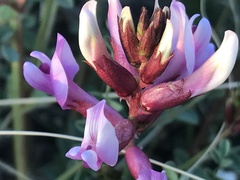 Astragalus preussii