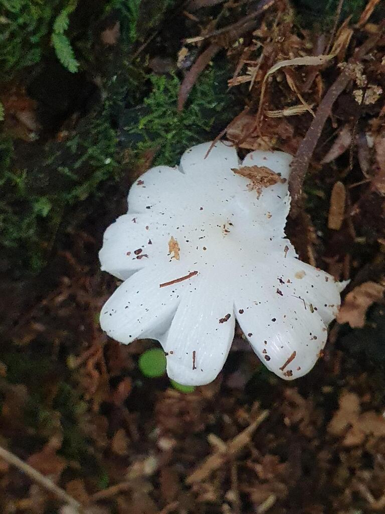 Humidicutis mavis · February 2026 · photo: © rgpowlesland (iNaturalist, cc-by-nc)