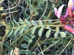 Astragalus preussii