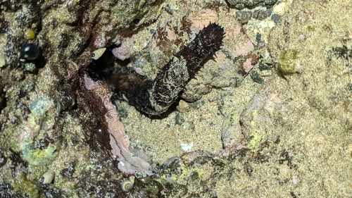 Holothuria fuscorubra, 2026-02-17