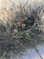Astragalus preussii
