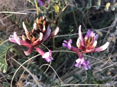 Astragalus preussii