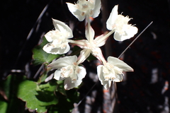 Xanthosia rotundifolia, photograph (c) Em Lamond, some rights reserved (CC BY)