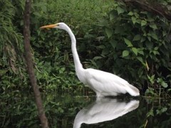 Ardea alba