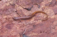 Eurycea chamberlaini