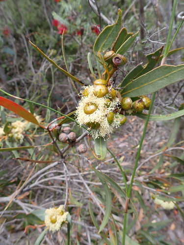 Kalgan Plains Mallee (Eucalyptus pachyloma)
