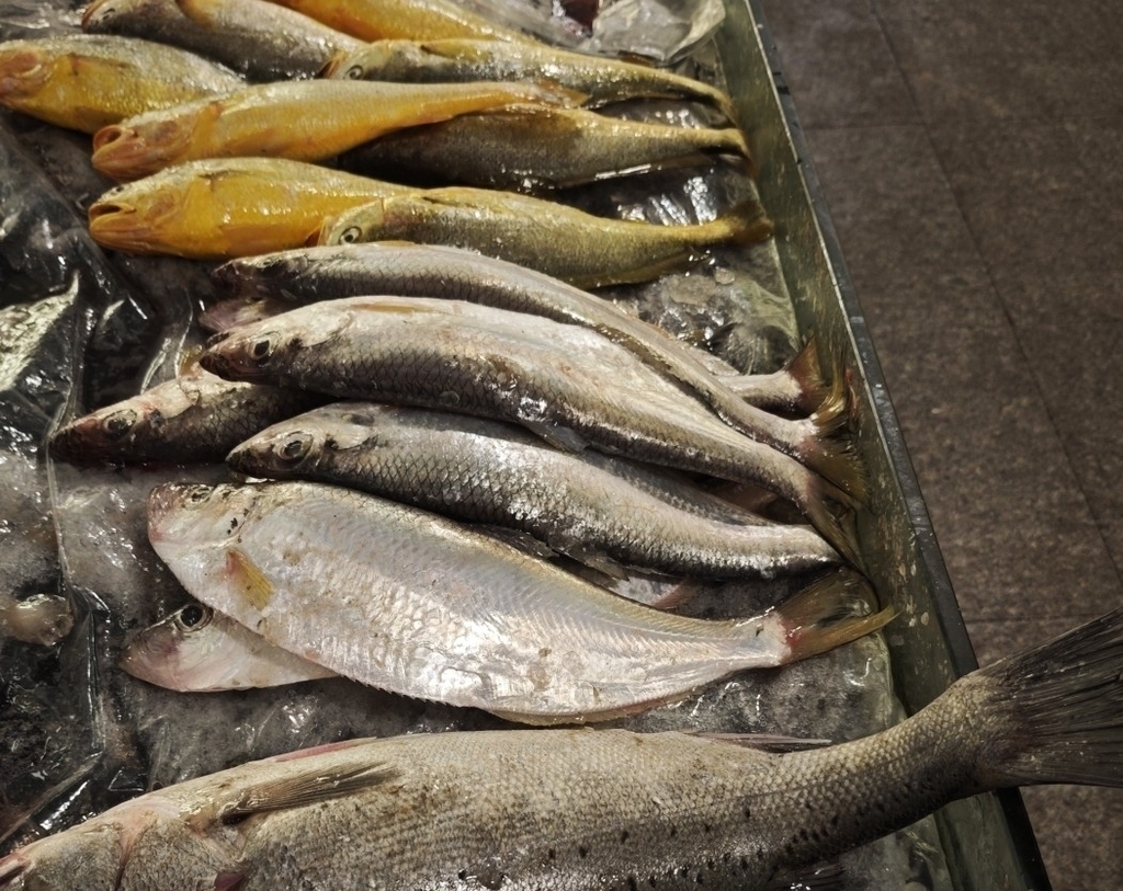 Chinese herring (Ilisha elongata) — Pristigasteridae