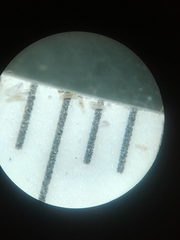 Platanthera unalascensis