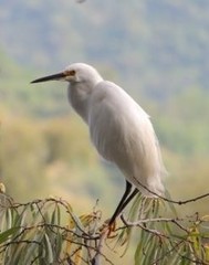 Egretta thula