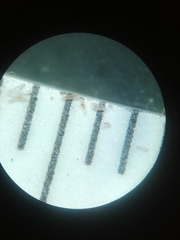 Platanthera unalascensis