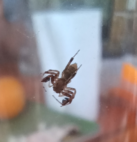 Brettus cingulatus