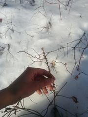 Platanthera unalascensis