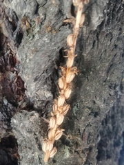 Platanthera unalascensis