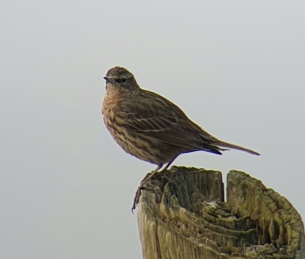 Scandinavian Rock Pipit