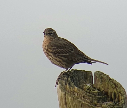 Scandinavian Rock Pipit