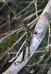 Anolis allogus
