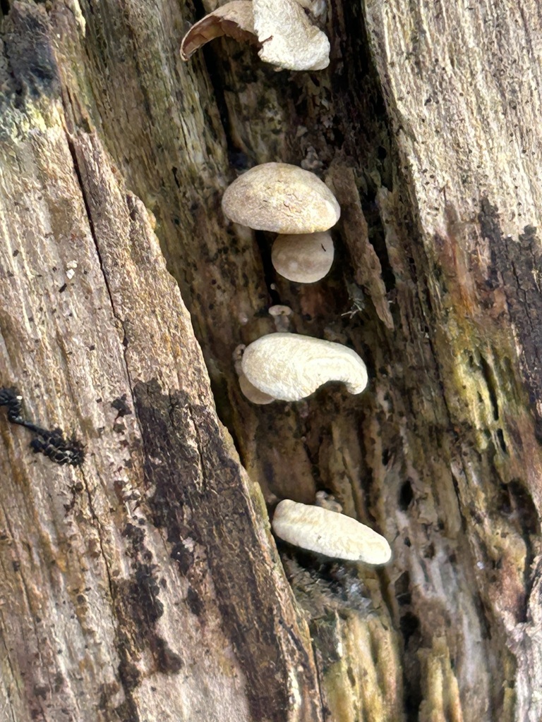 Panellus stipticus · February 2026 · photo: © dave_shenton (iNaturalist, cc0)