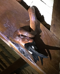 Chilabothrus striatus