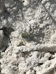 Cicindela tranquebarica arida
