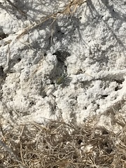 Cicindela tranquebarica arida