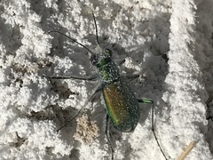 Cicindela tranquebarica arida