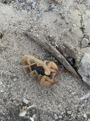 Smeringurus vachoni