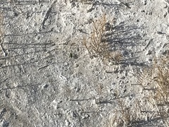 Cicindela tranquebarica arida