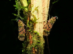 Enchophora sanguinea image