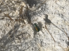 Cicindela tranquebarica arida