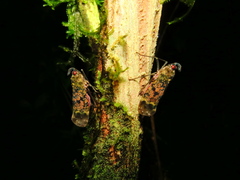 Enchophora sanguinea