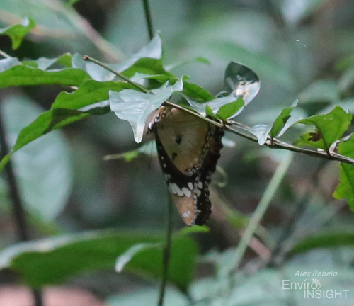 Danaid Eggfly
