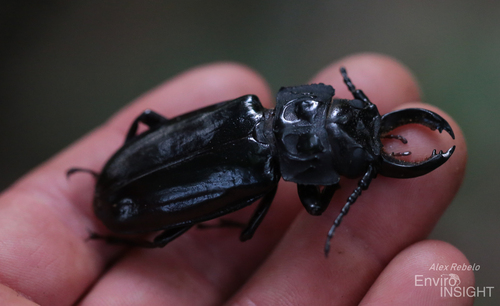 Mallodon downesii