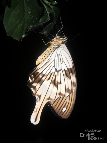 Mocker Swallowtail