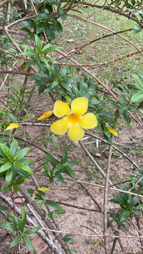 Golden Trumpet