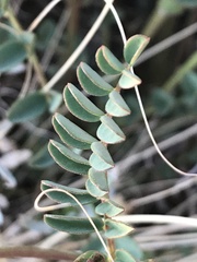 Astragalus preussii