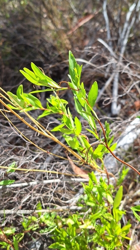 Bluebell creeper (Billardiera heterophylla)