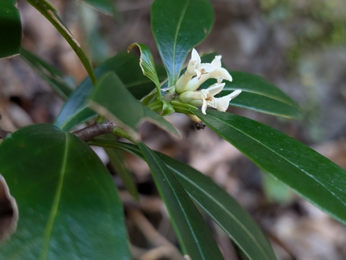 Daphne kiusiana, photograph 3