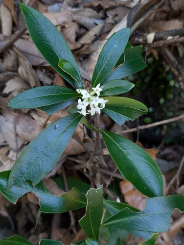 Daphne kiusiana, photograph 4