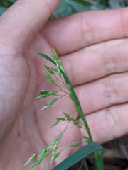 Poa cuspidata